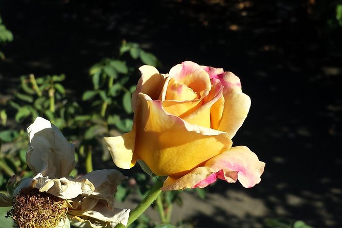 Dijon Signature Walk: Gothic Landmarks & Ducal Grandeur - Tour Philippe le Bon and the 316-step decision