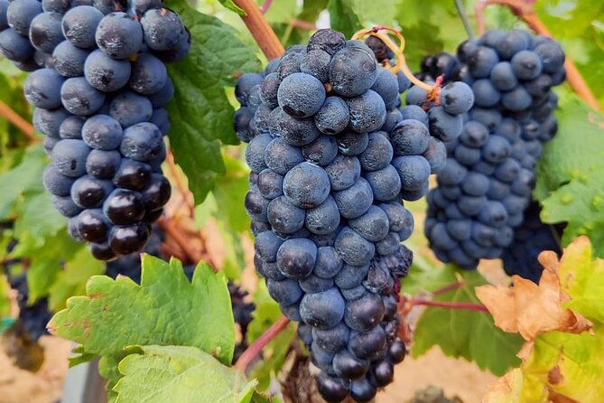 Marques de Riscal and Ysios Architecture Wine Tour w/Lunch, SS - The value of $347.21