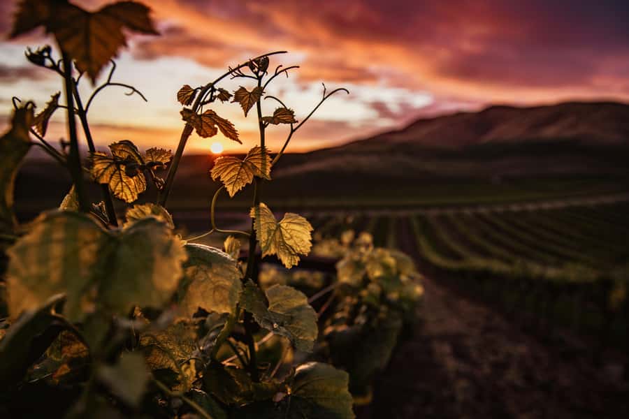 Napier: Art Deco Bike Ride and Wineries Loop - Should you book the Napier Art Deco Bike Ride and Wineries Loop?